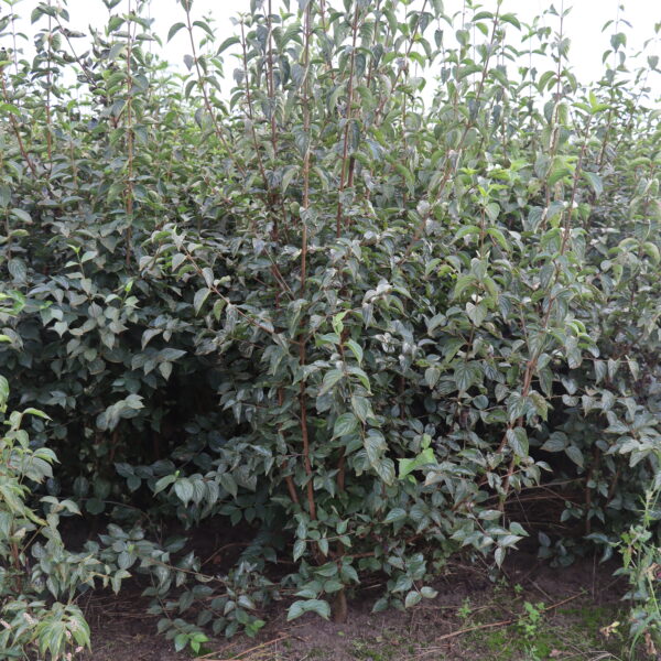 Cornus mas